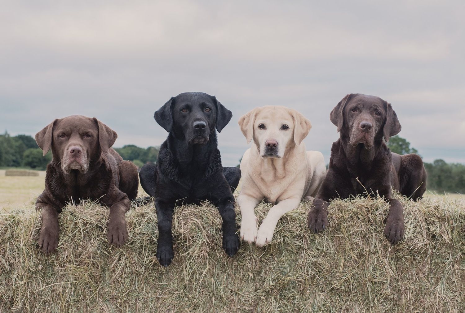 Four Labradors resting on a hay bale at the barn.